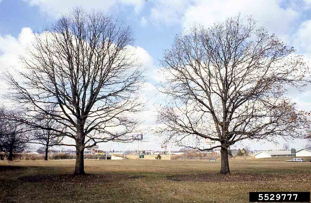 Swamp white oak trees