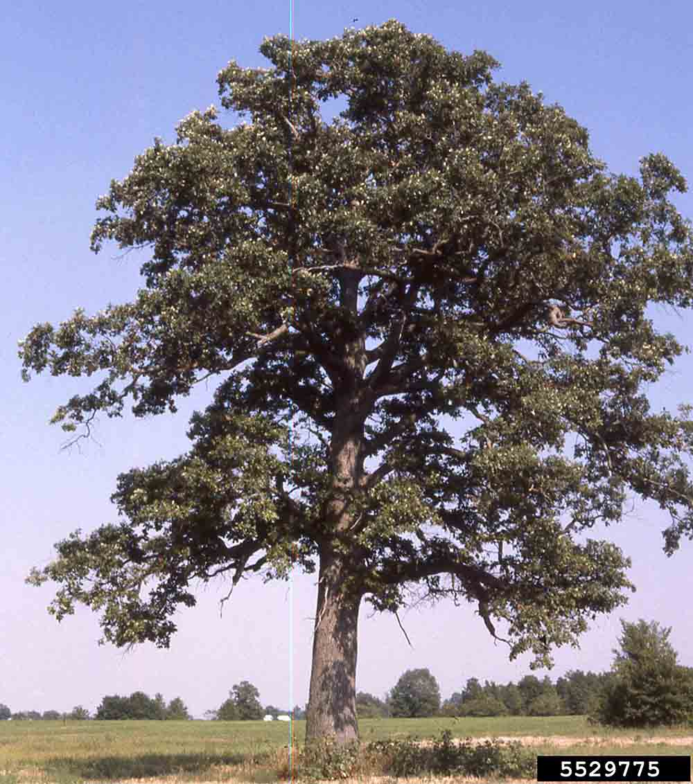 Swamp white oak tree