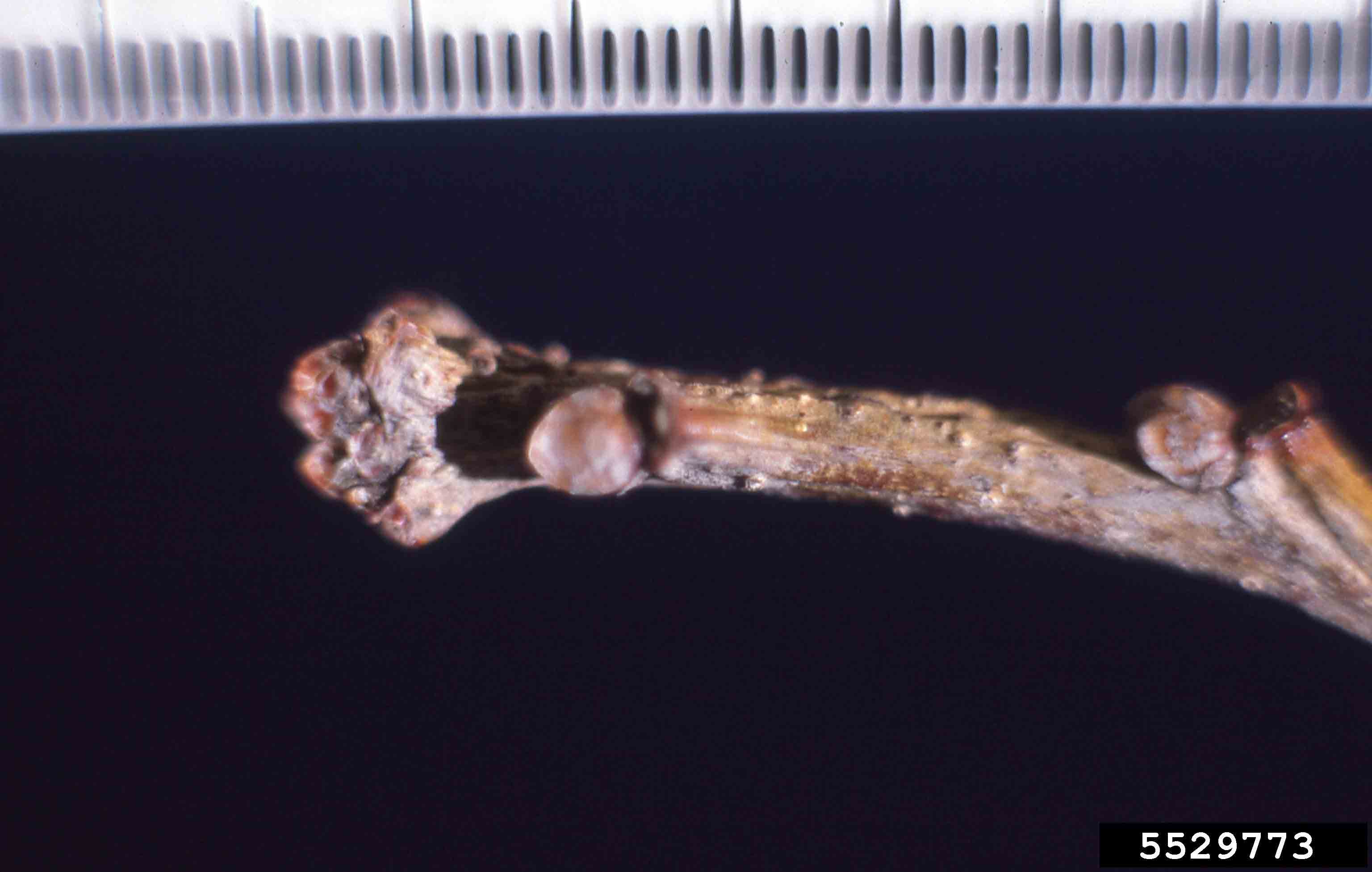 Swamp white oak twig