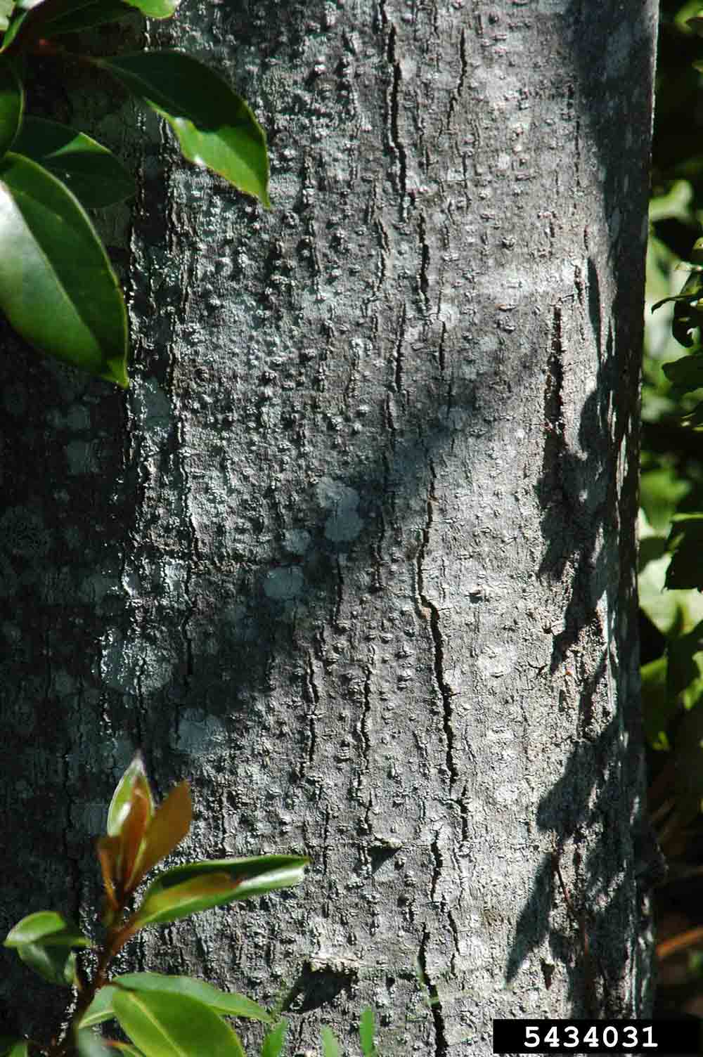 Sweetbay magnolia bark on trunk