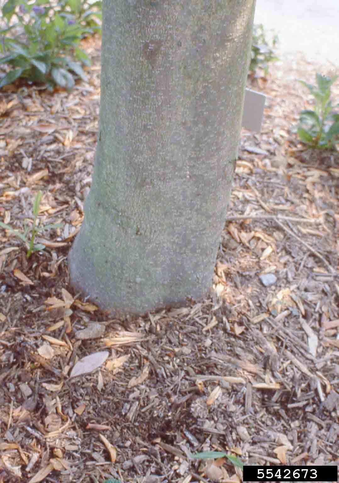 Sweetbay magnolia bark on trunk