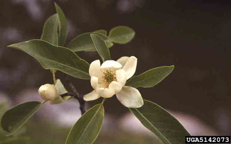 Sweetbay magnolia flower and bud