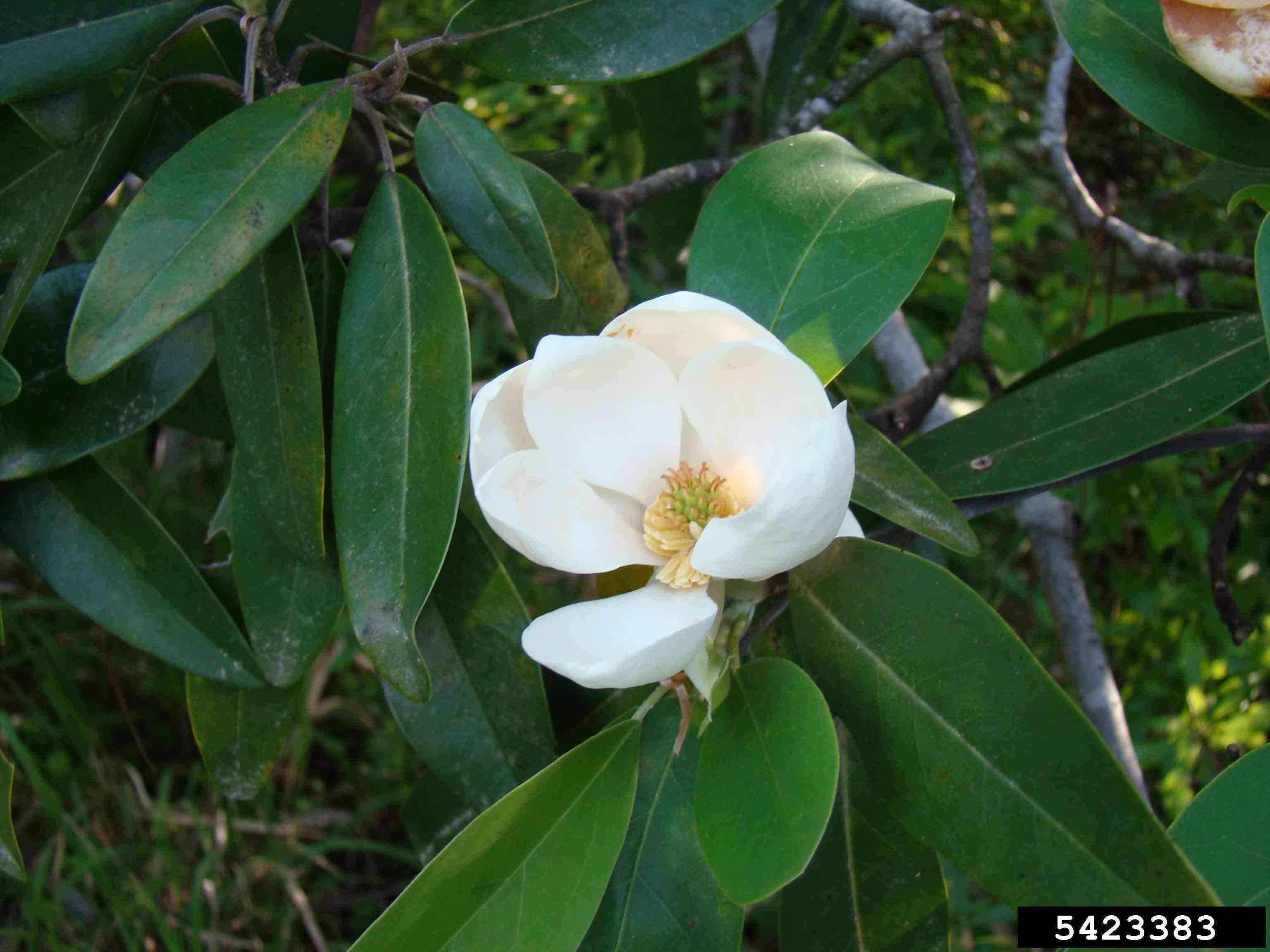 Sweetbay magnolia flower