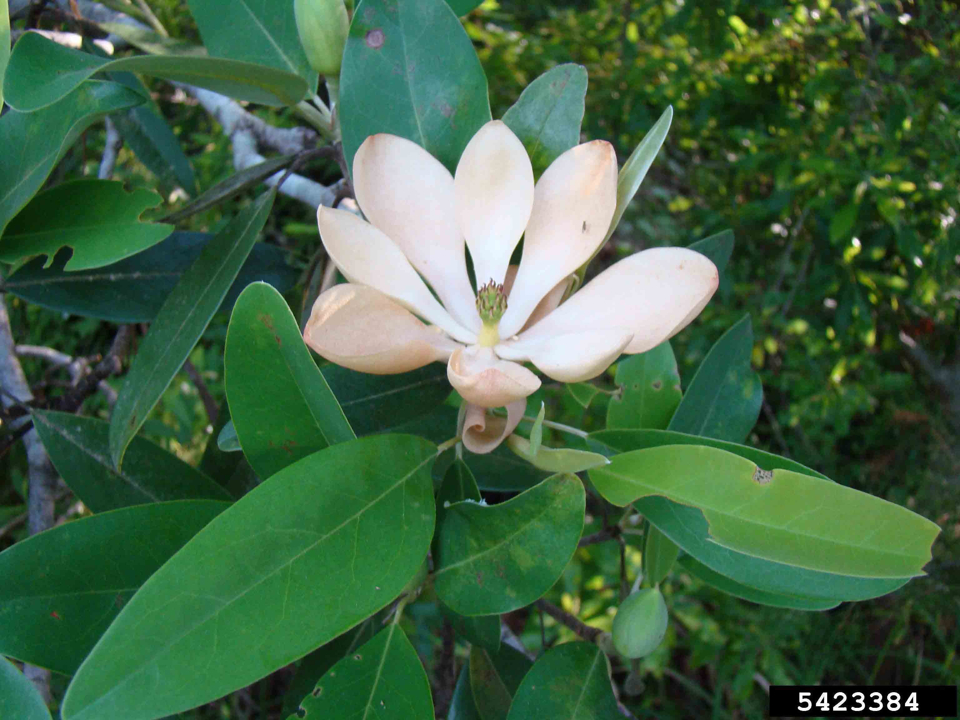 Sweetbay magnolia flower