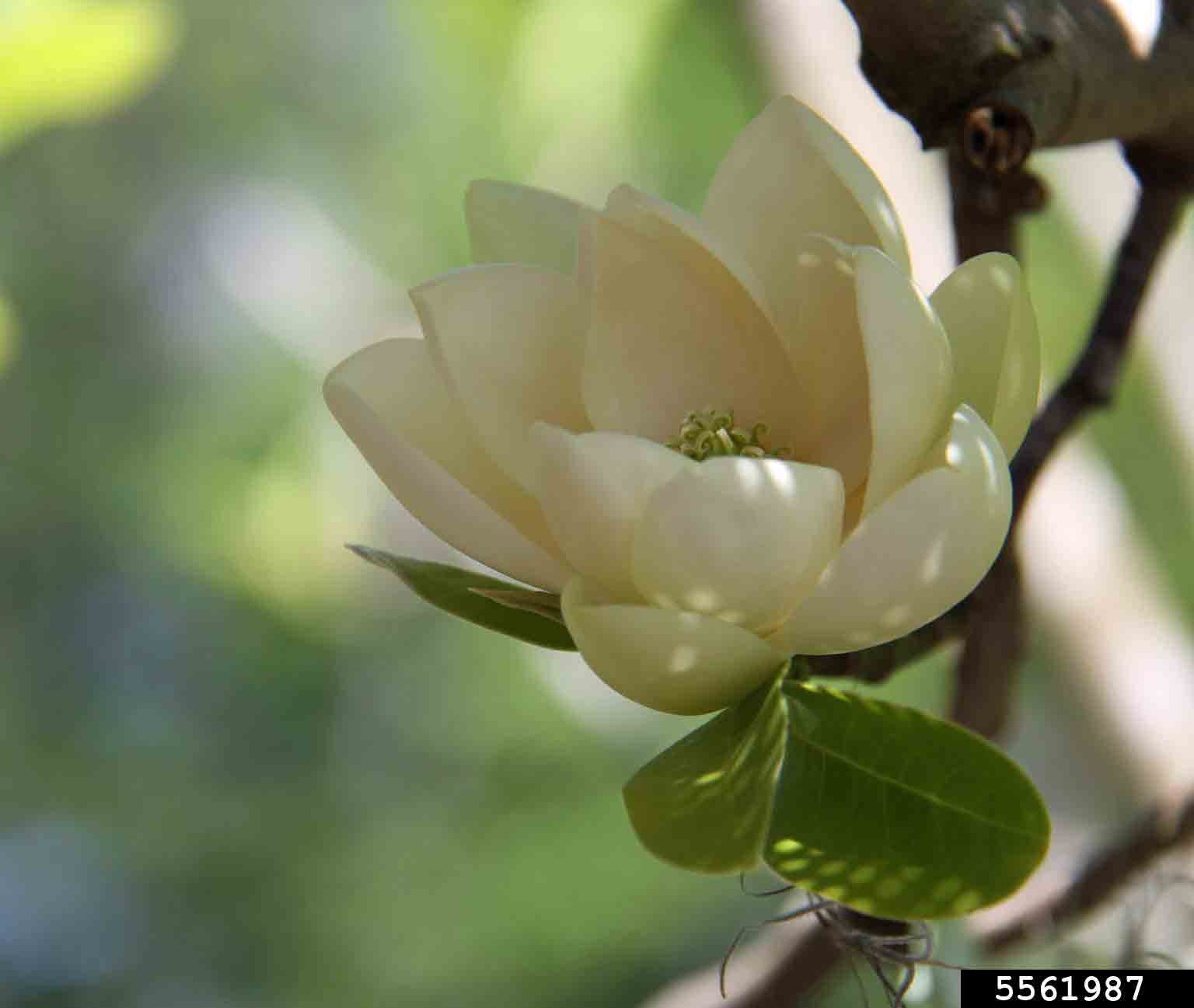 Sweetbay magnolia flower