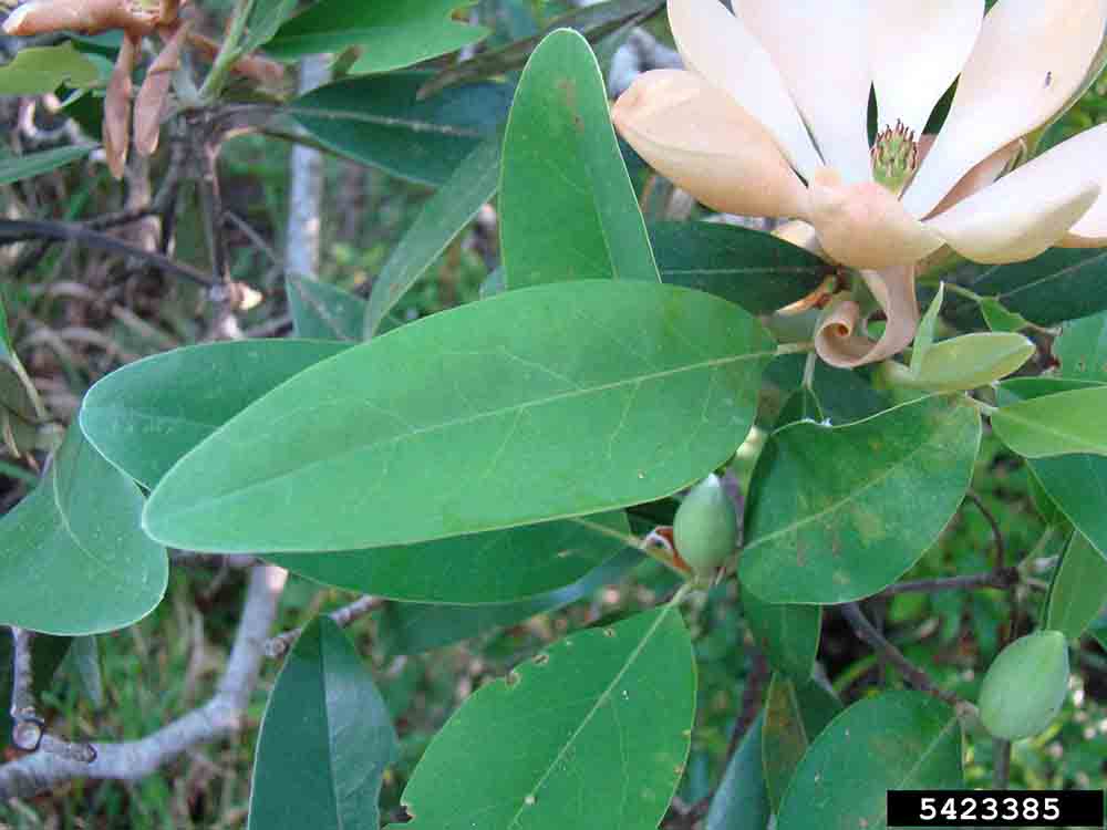 Sweetbay magnolia leaf, with flower and flower buds