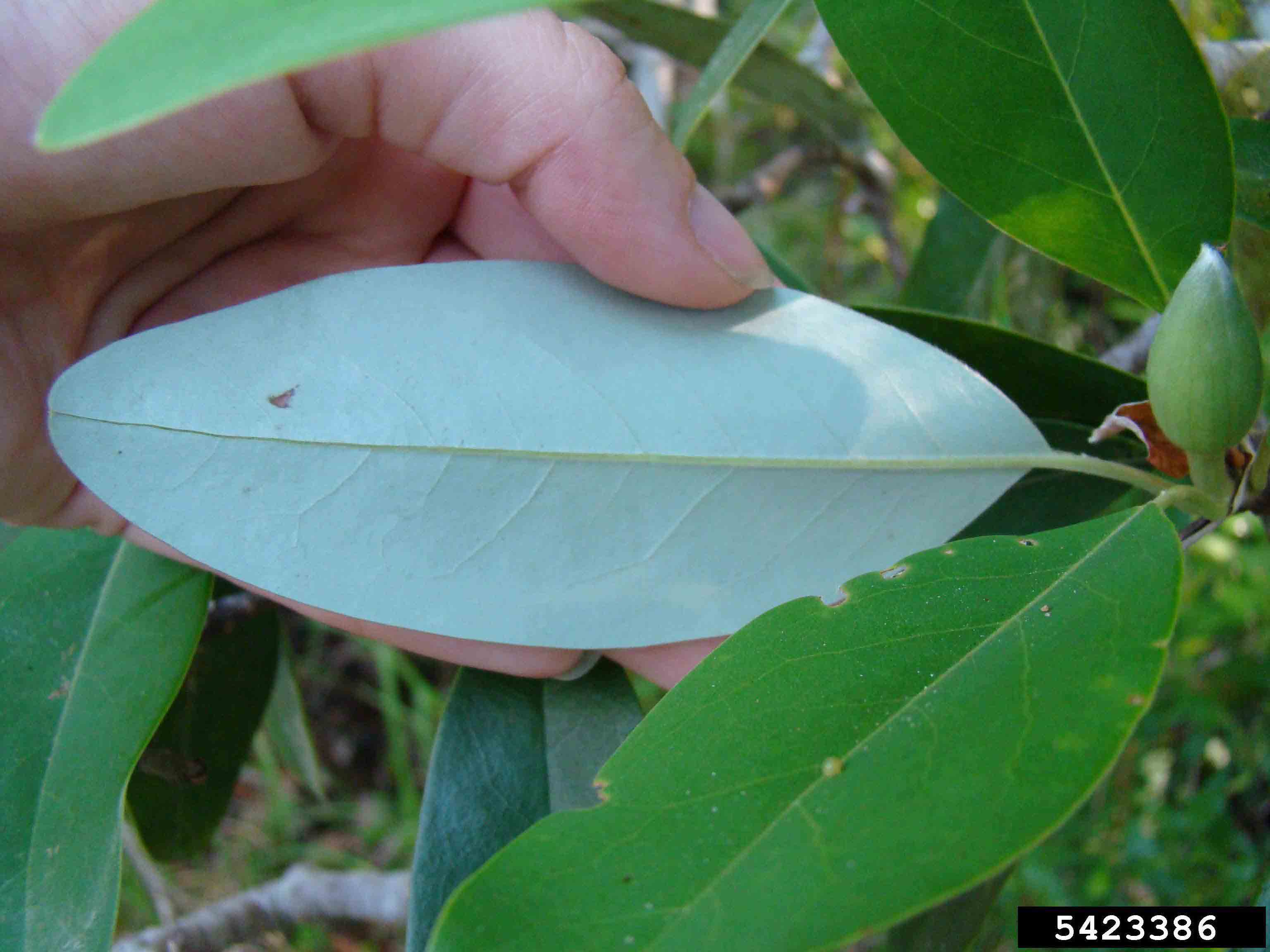 Sweetbay magnolia leaves, with silvery white underside