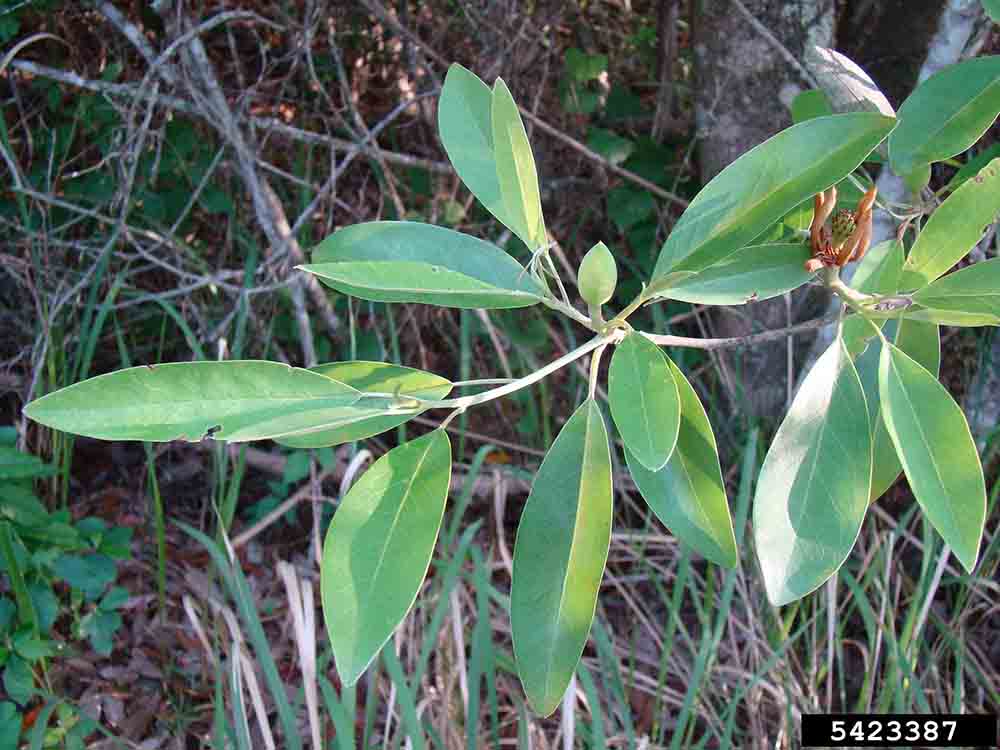 Sweetbay magnolia leaves, showing alternate arrangement