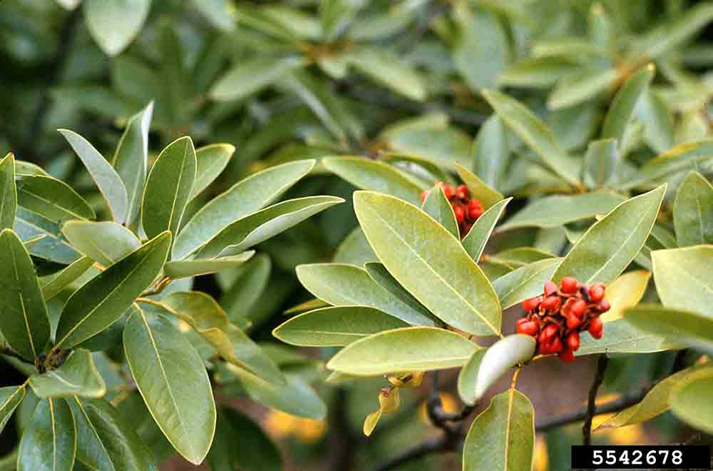 Sweetbay magnolia leaves, with fruit
