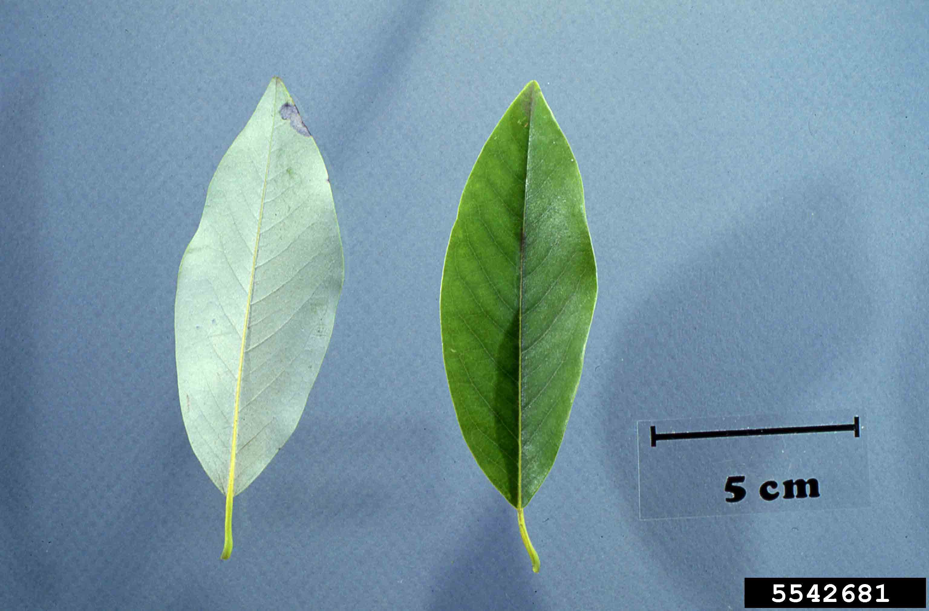 Sweetbay magnolia leaves, with whitish underside and lustrous green upper side