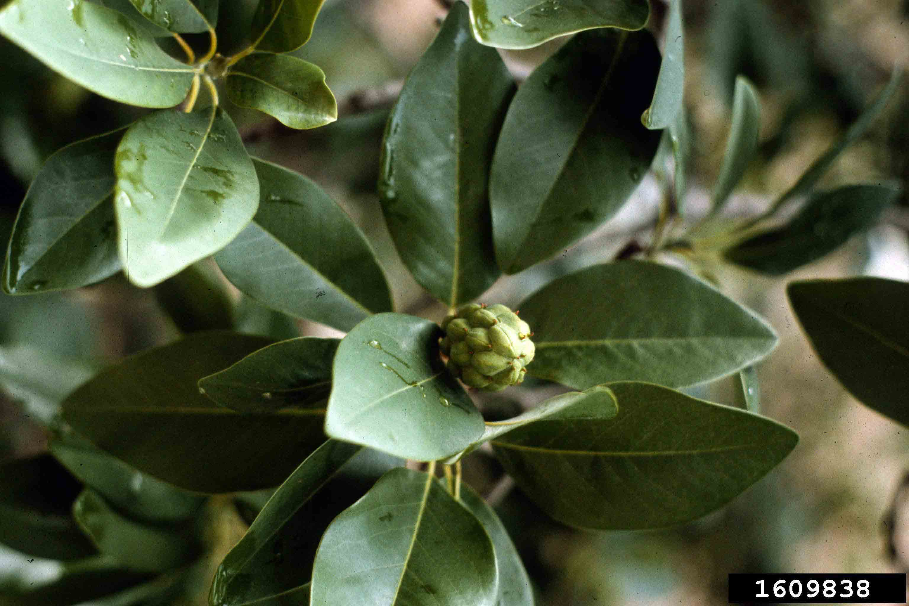 Sweetbay magnolia fruit, immature