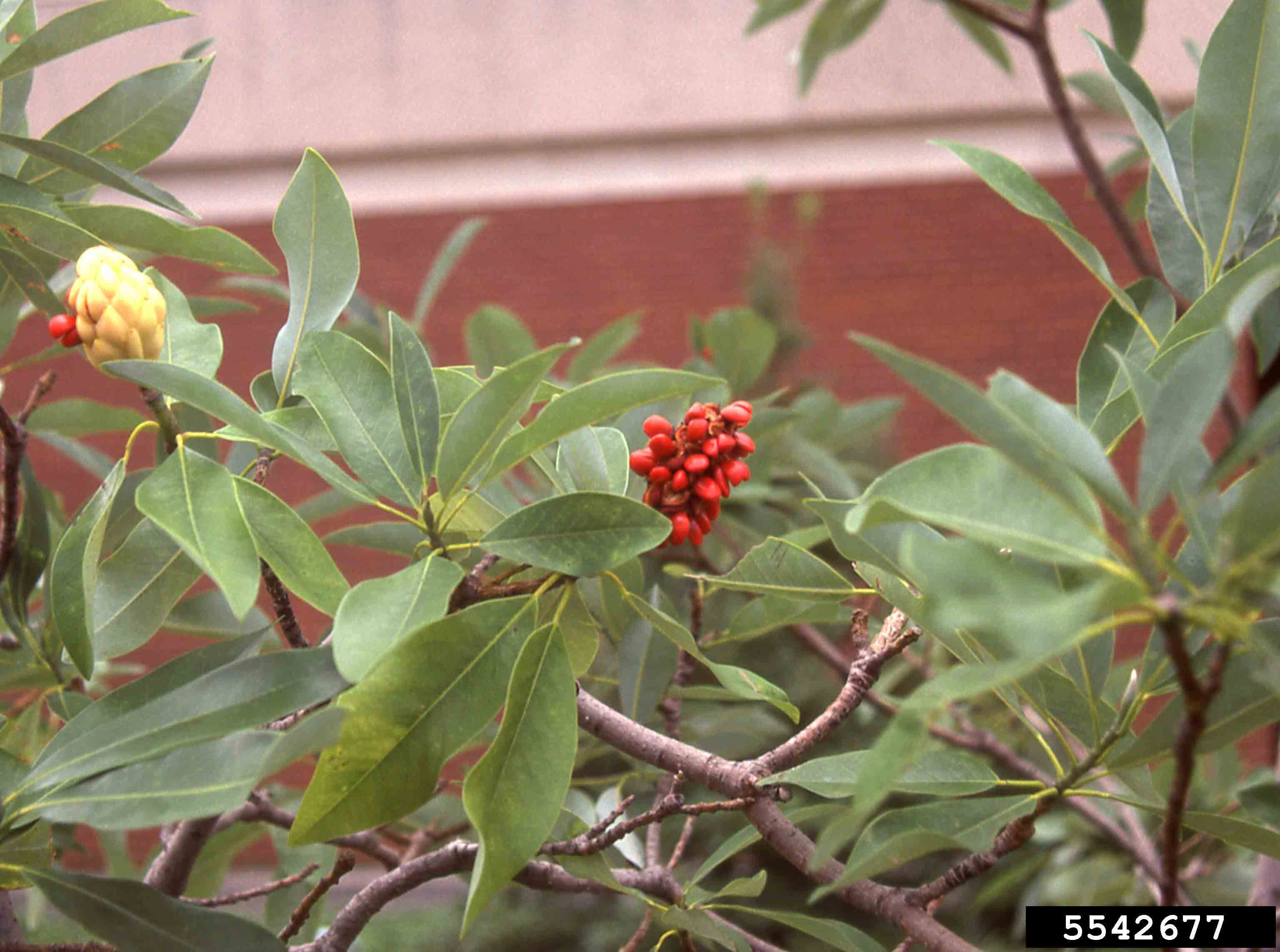 Sweetbay magnolia fruit, immature and mature with red seeds