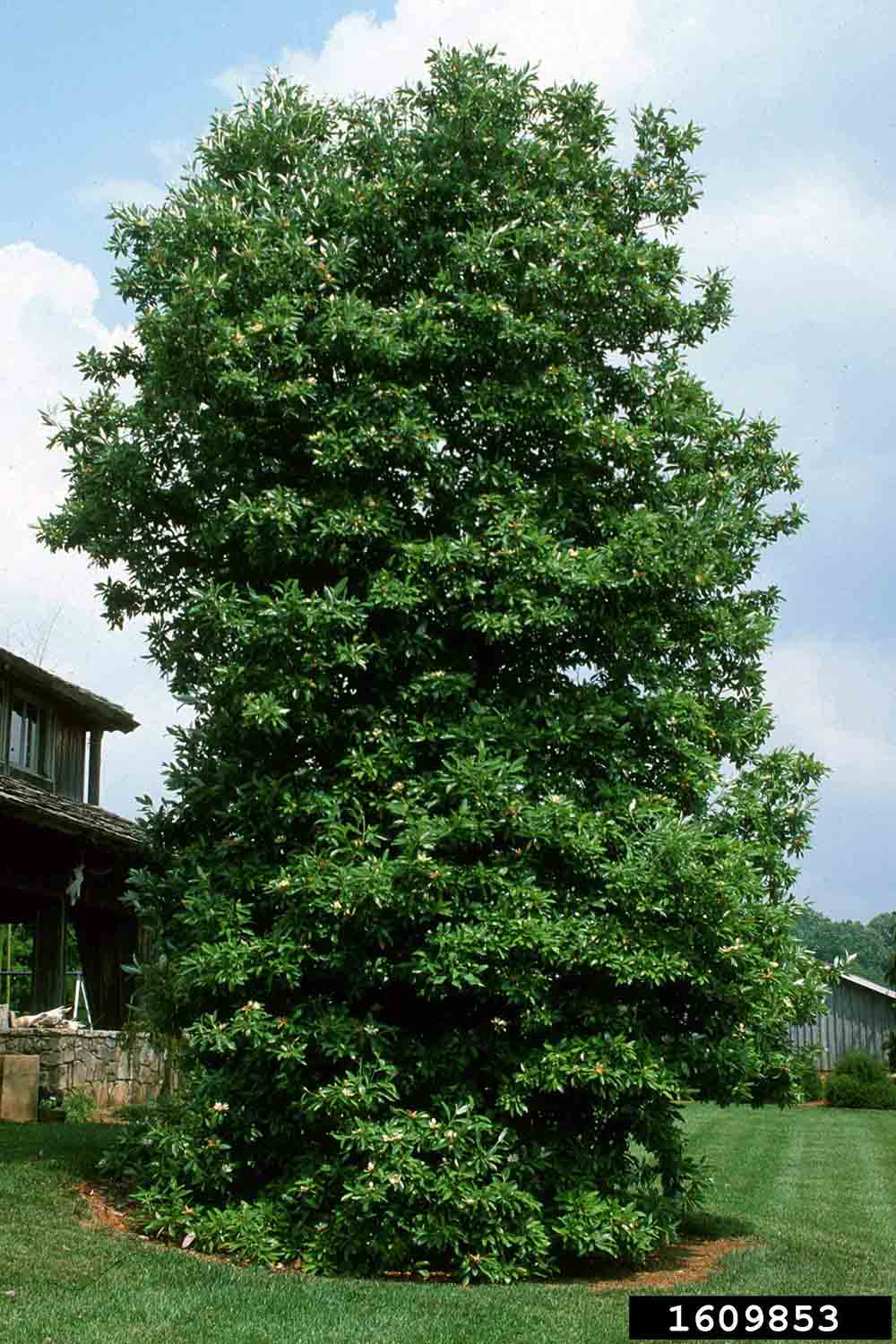 Sweetbay magnolia tree
