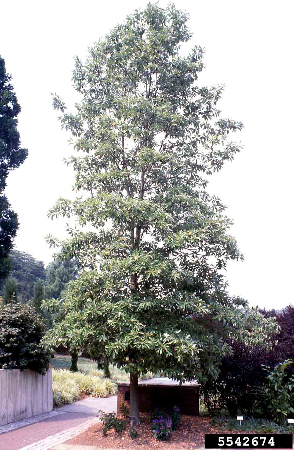 Sweetbay magnolia tree