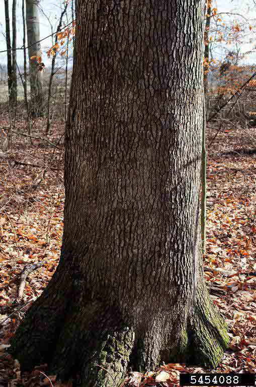 Sweetgum bark on trunk