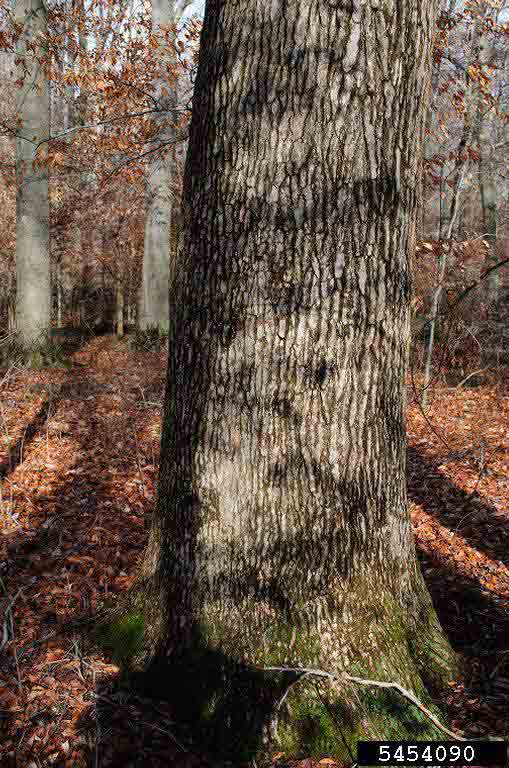 Sweetgum bark on trunk