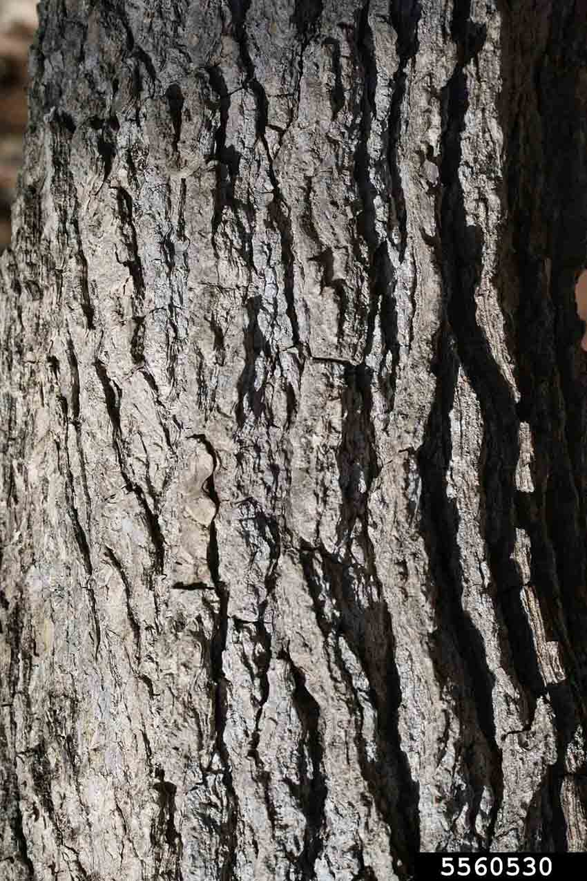 Sweetgum bark on trunk