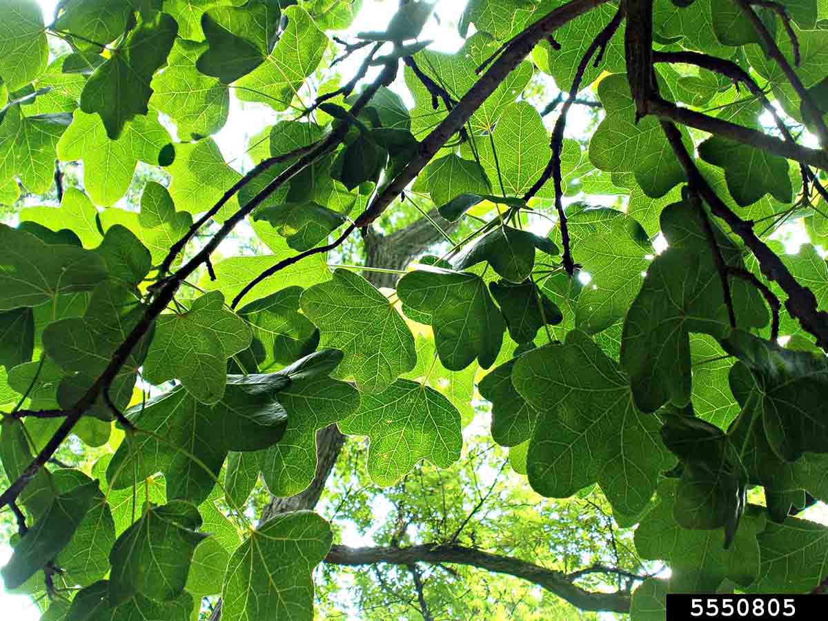 Sweetgum cultivar, fruitless and with rounded lobes on leaves