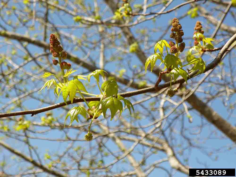 Sweetgum flowers with emerging leaves