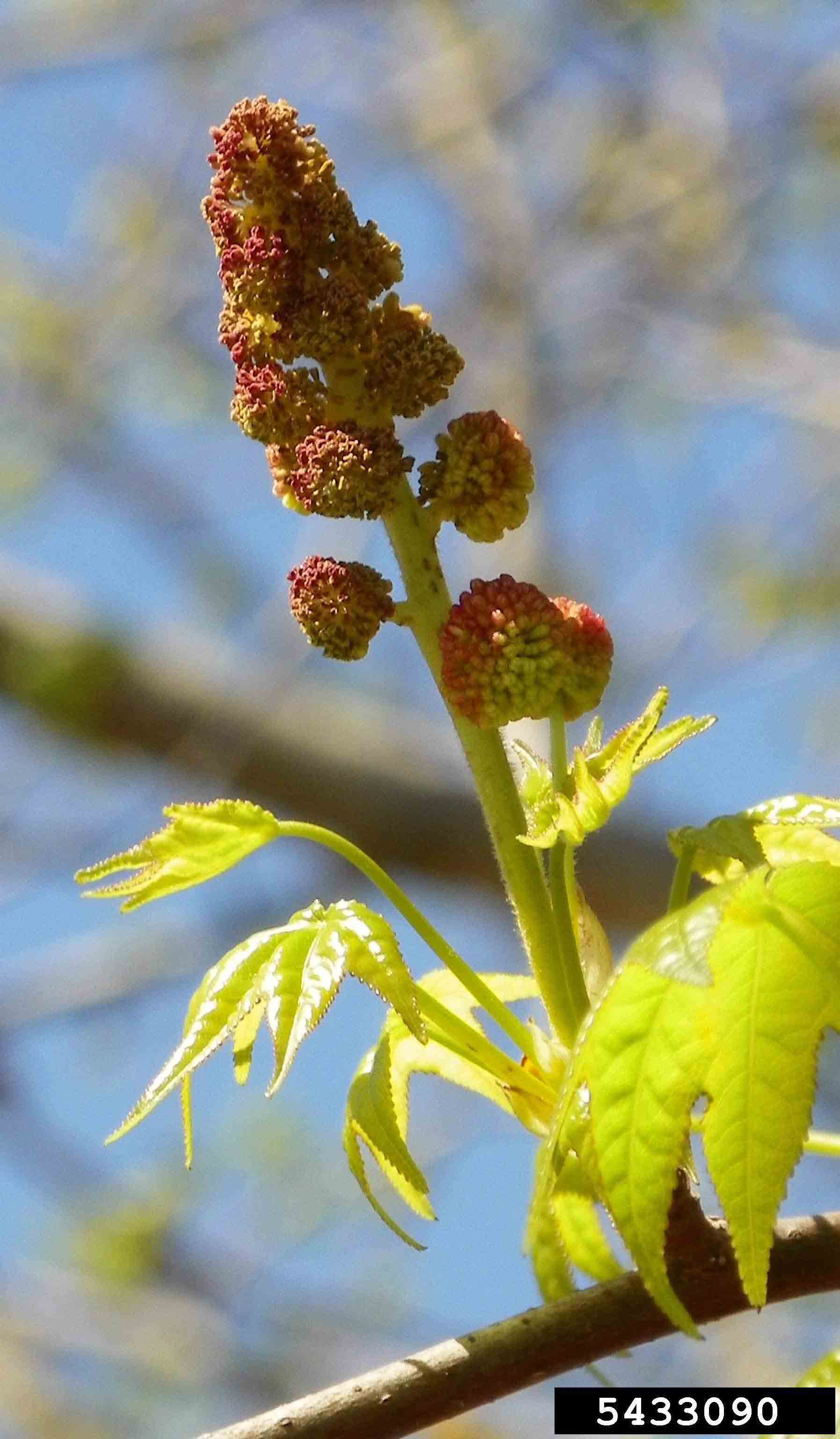 Sweetgum flower with emerging leaves