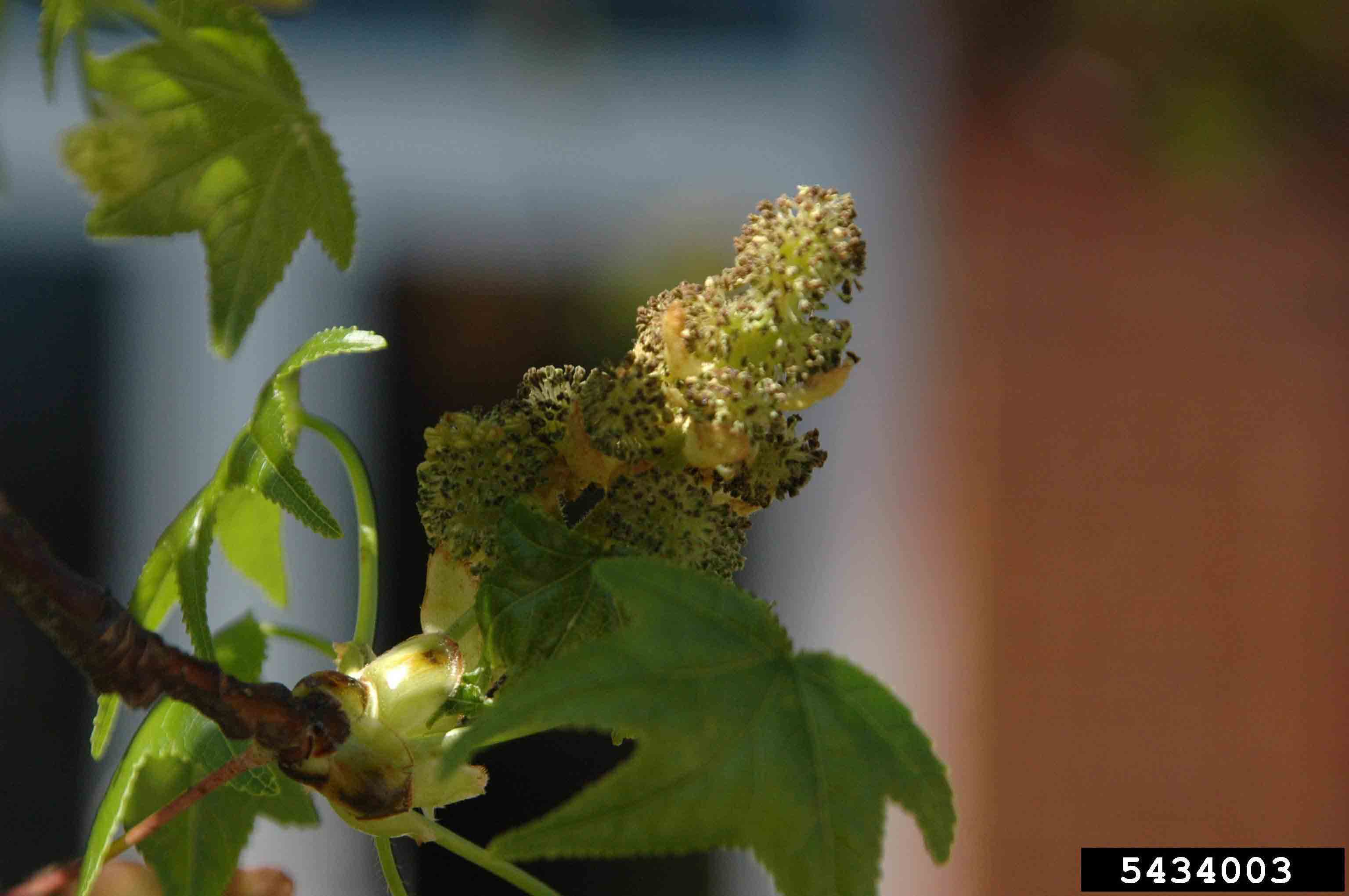Sweetgum flower