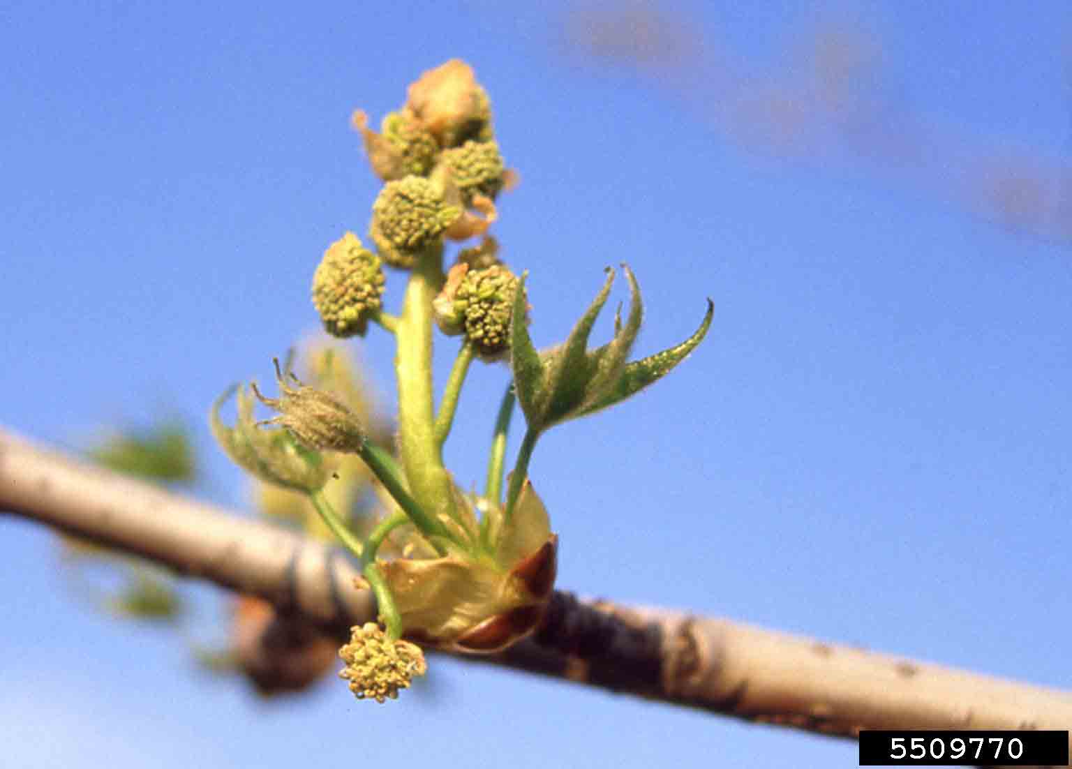 Sweetgum flower