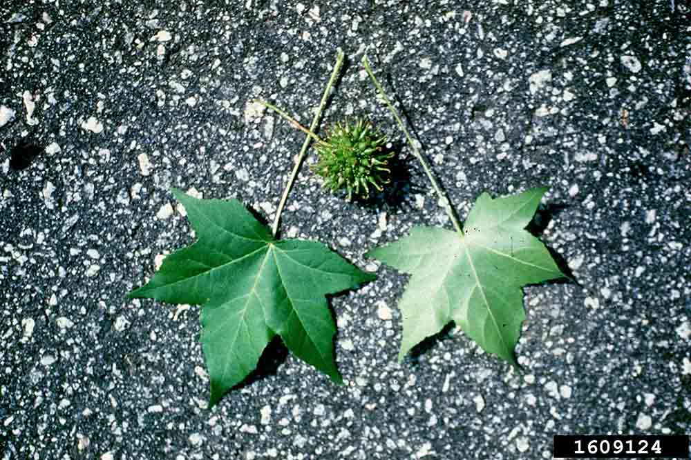 Sweetgum leaves, upper side and underside, with fruit