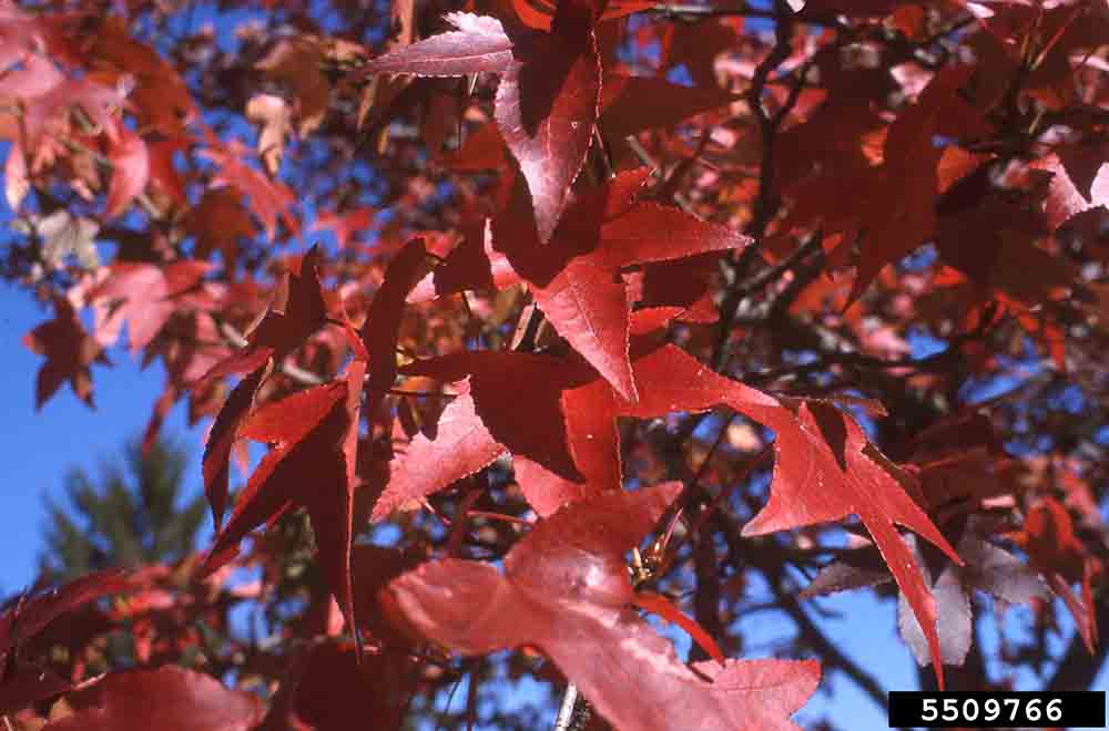 Sweetgum foliage, fall