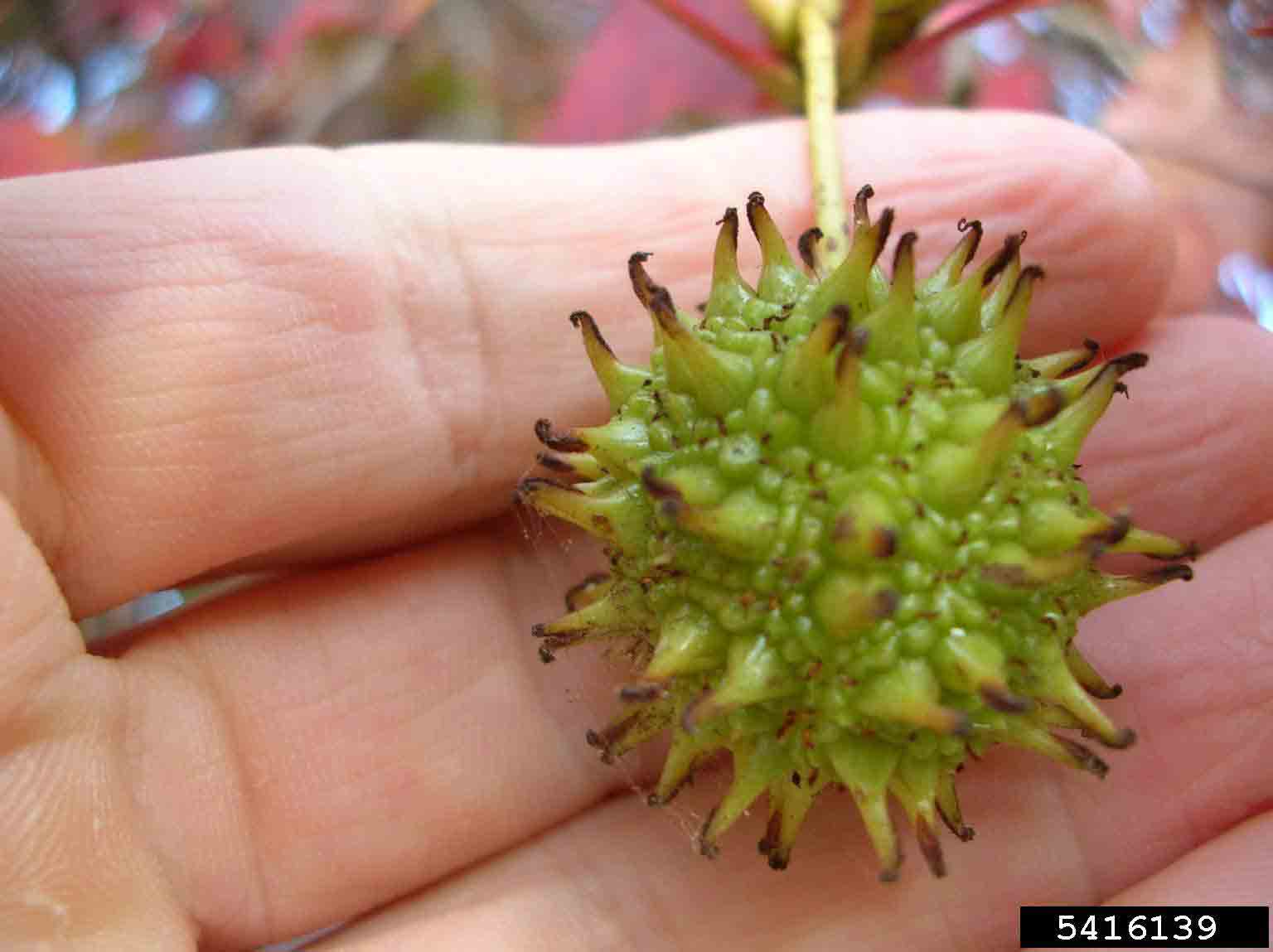 Sweetgum fruit