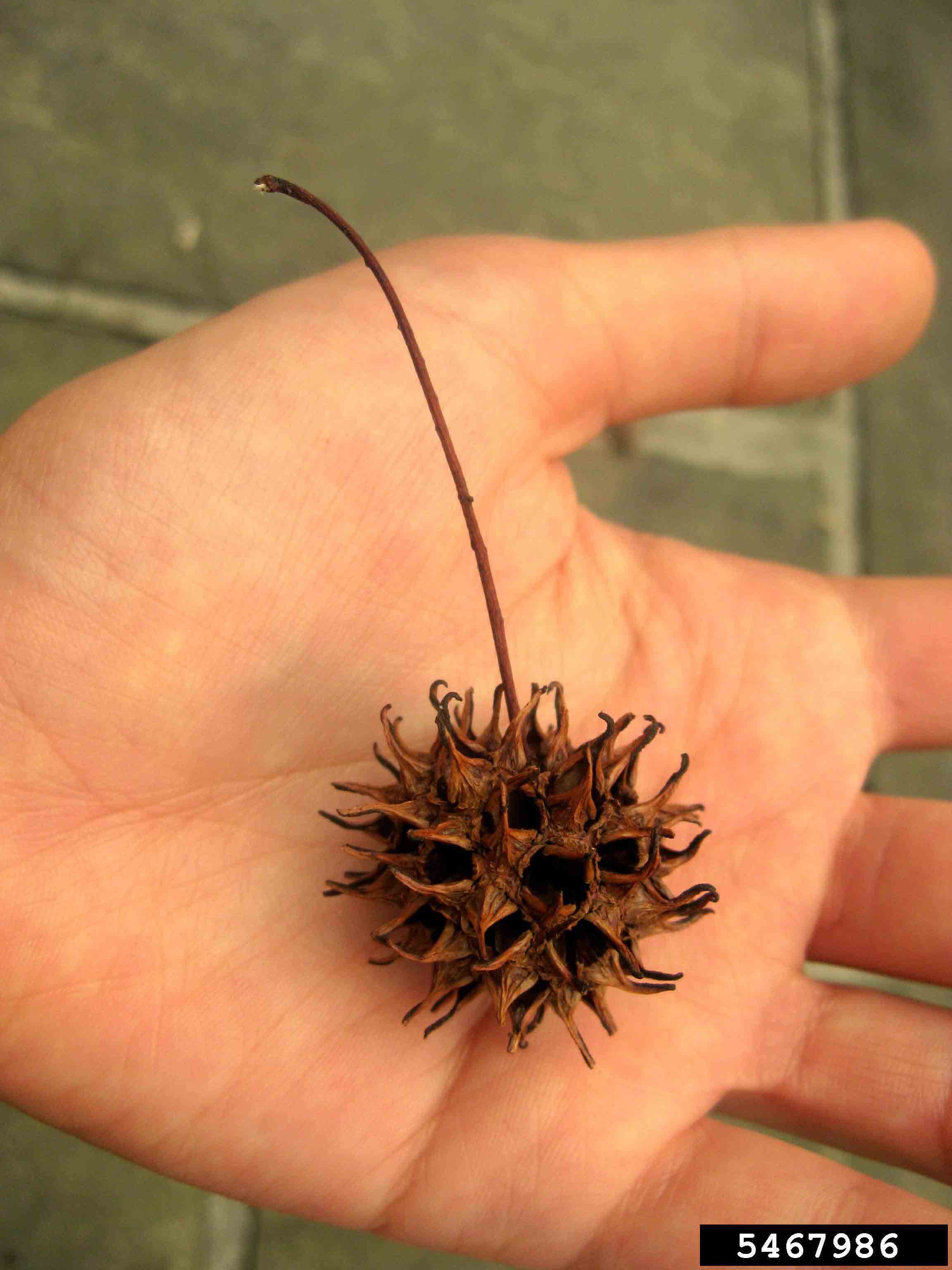 Sweetgum fruit