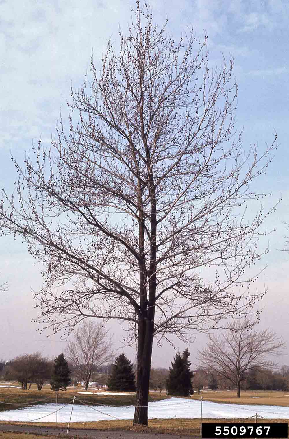 Sweetgum tree with fruit, winter