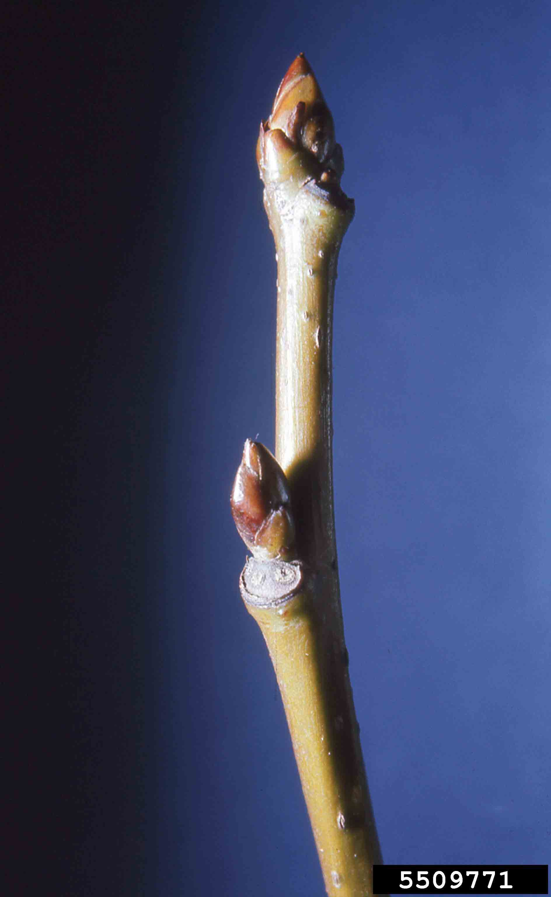 Sweetgum twig with buds