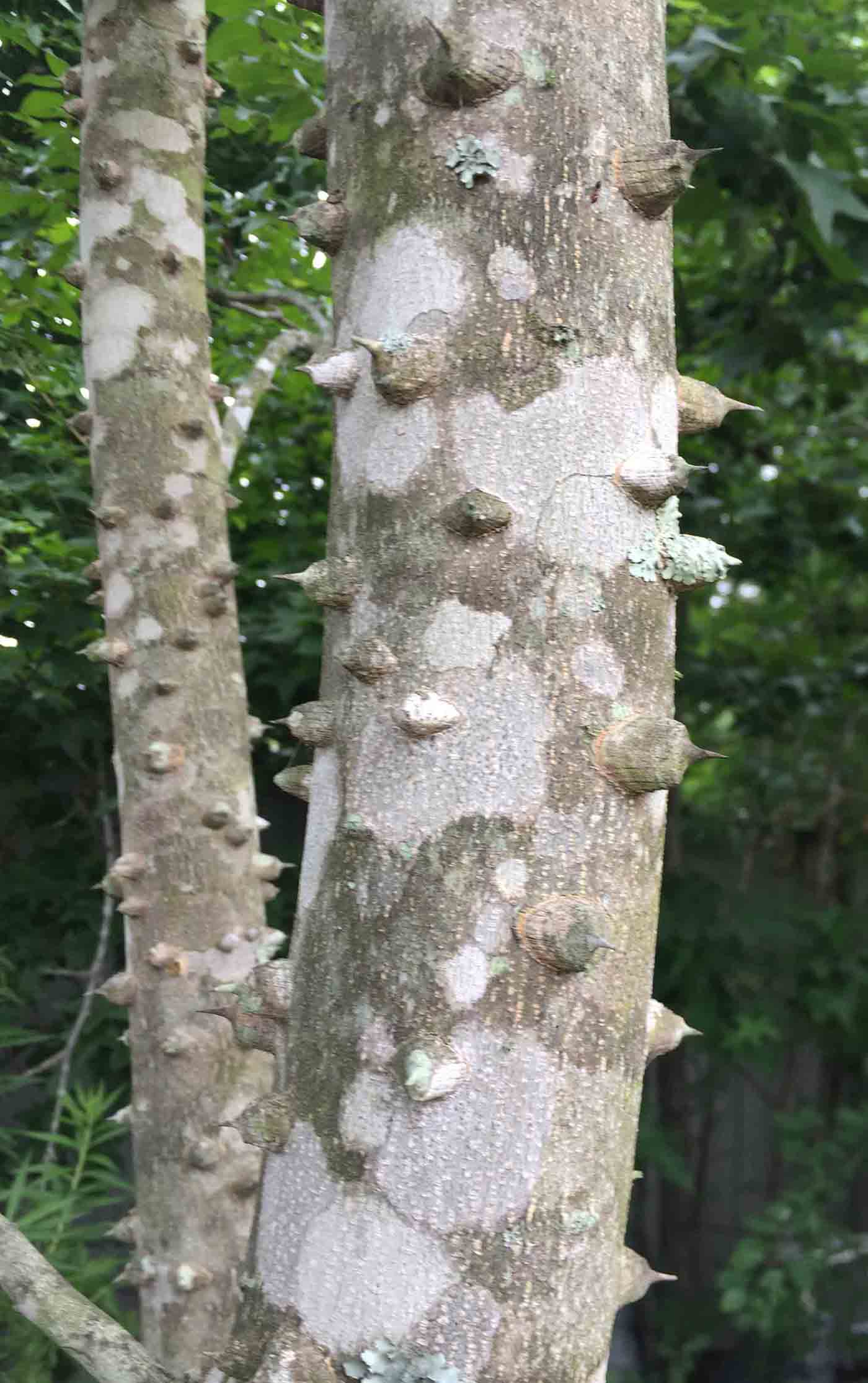 Toothache tree bark