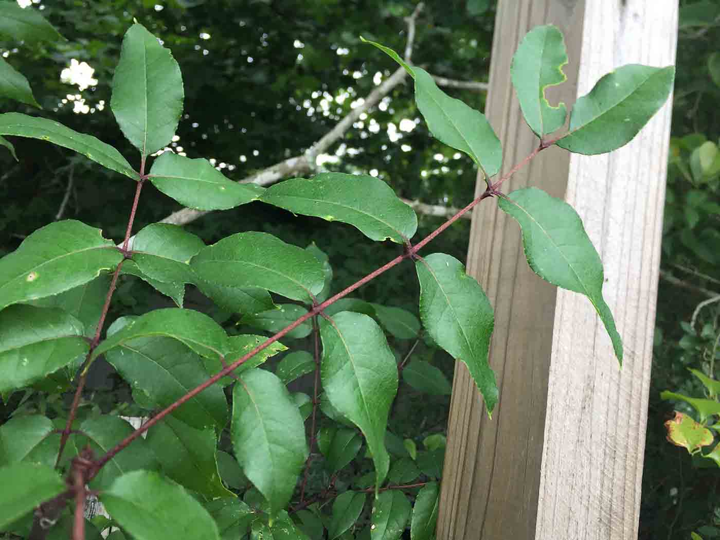 Toothache tree foliage