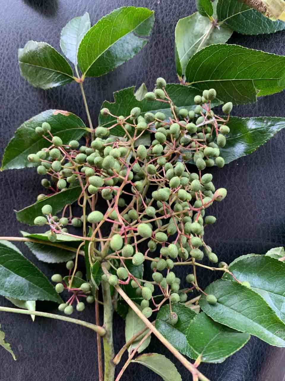 Toothache tree fruit