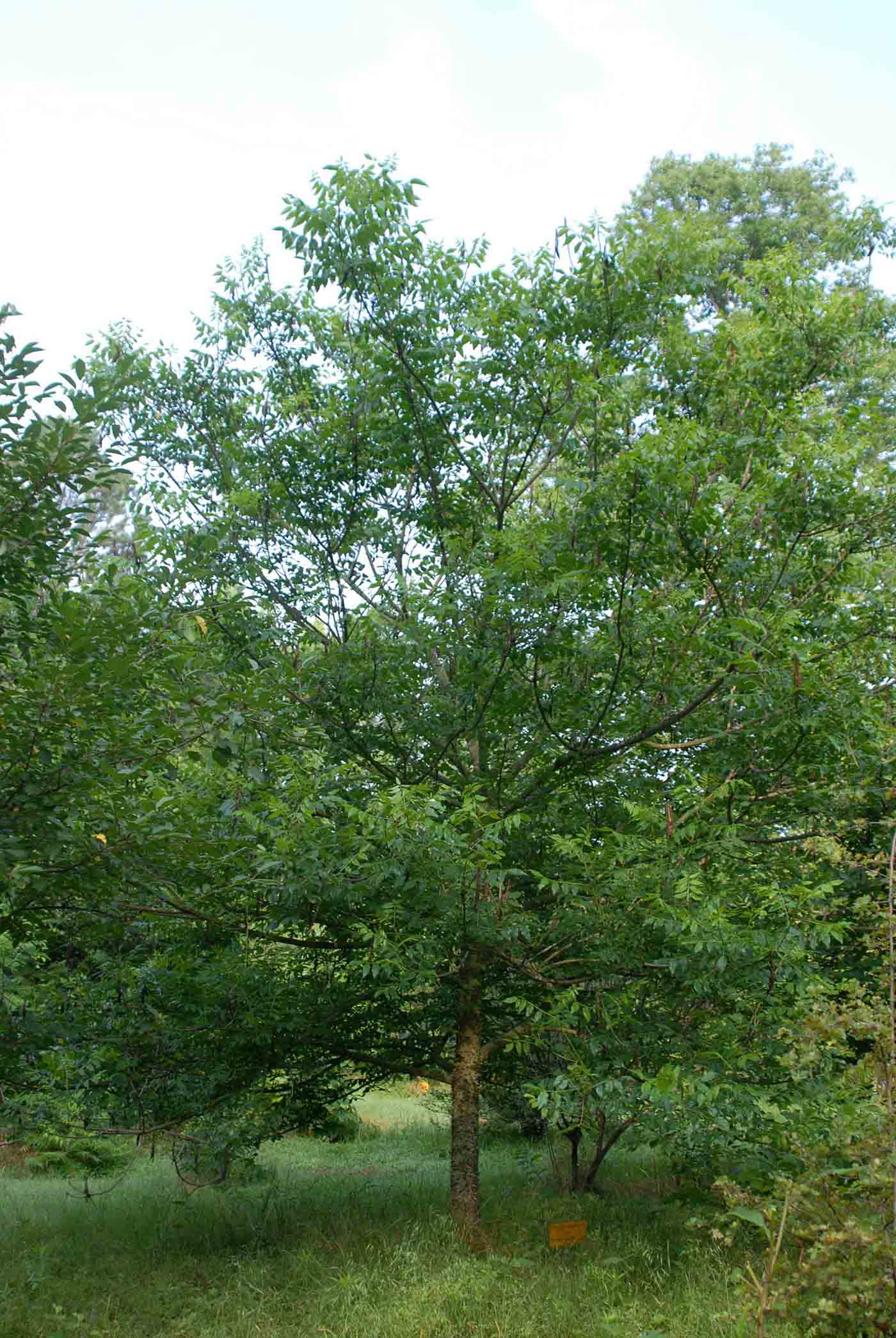 Toothache tree