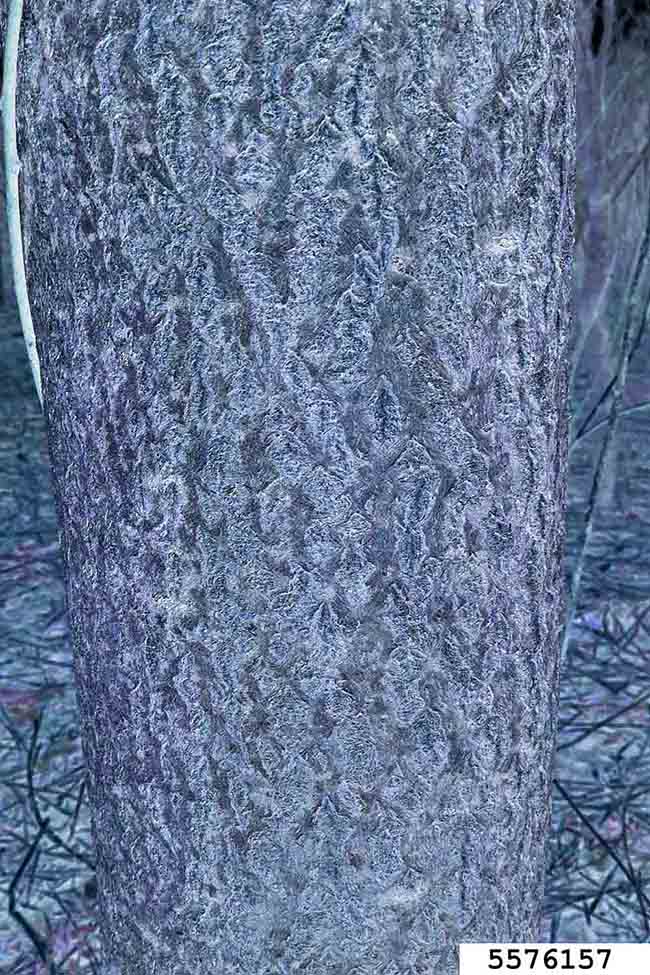 Tree of heaven bark on trunk