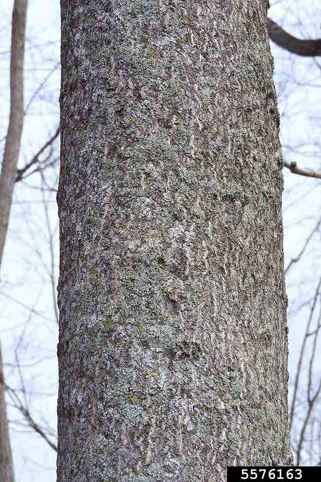 Tree of heaven bark on trunk