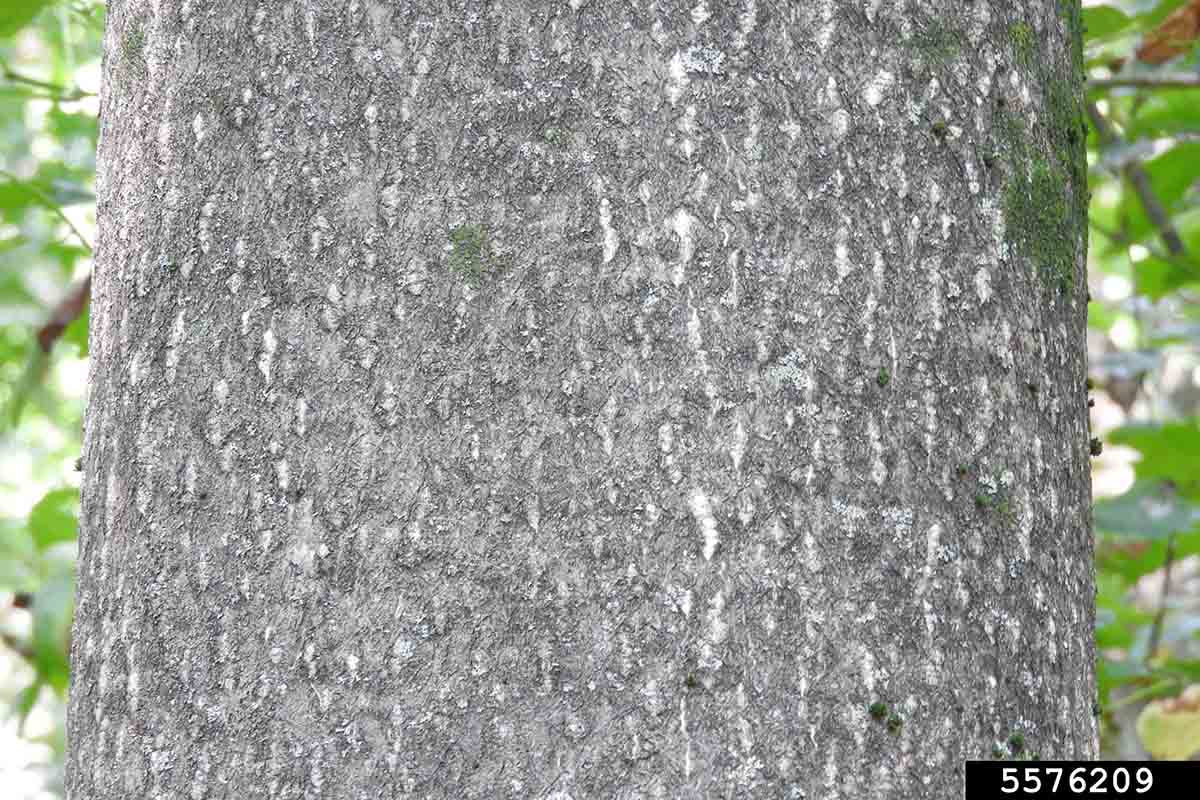 Tree of heaven bark on trunk