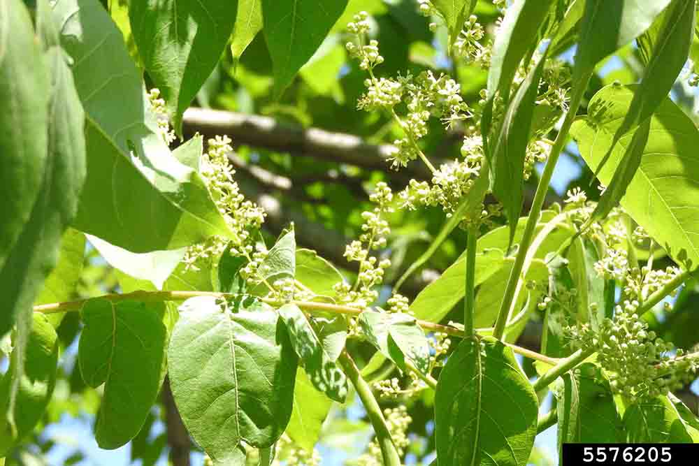 Tree of heaven flowers, in panicles