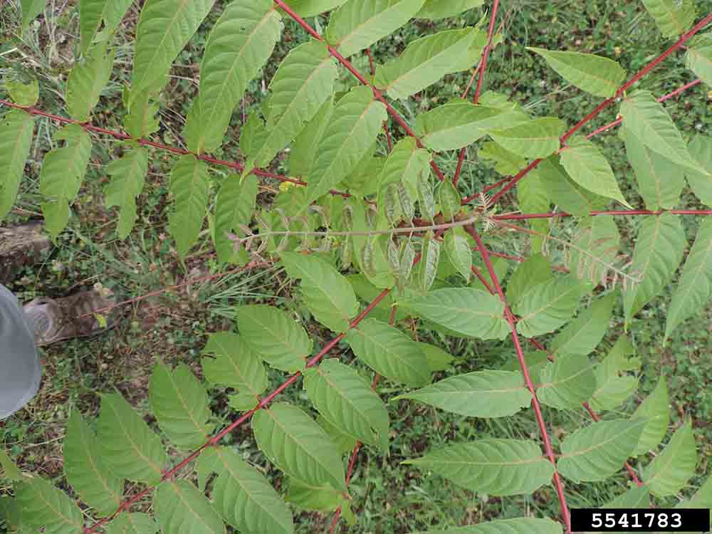 Young tree of heaven, showing new growth and branching habit