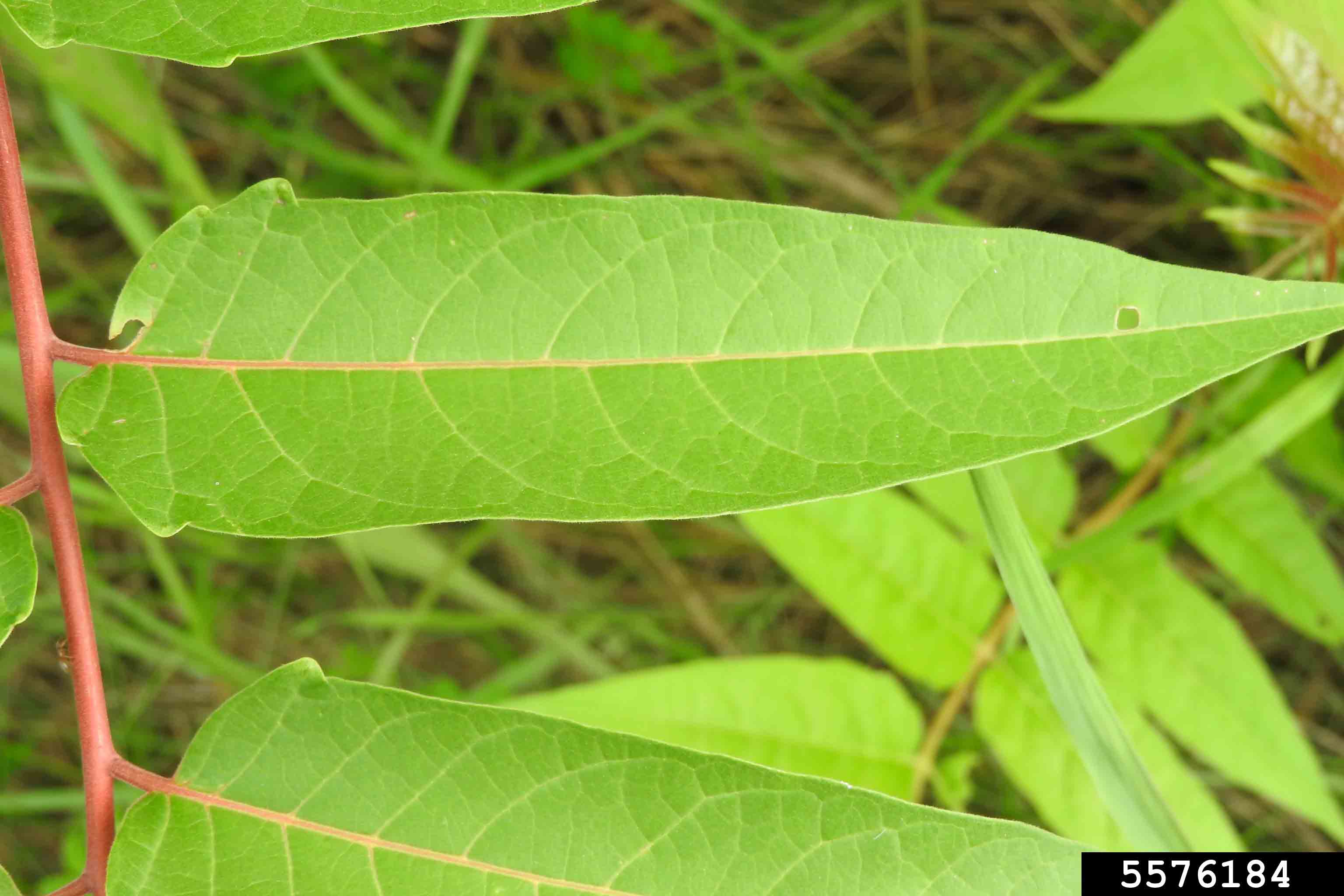 Tree of heaven leaflet of 18"-24" compound leaf, showing coarse, rounded teeth near base