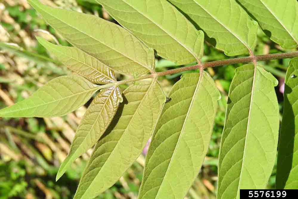 Tree of heaven leaflet shape in compound leaf