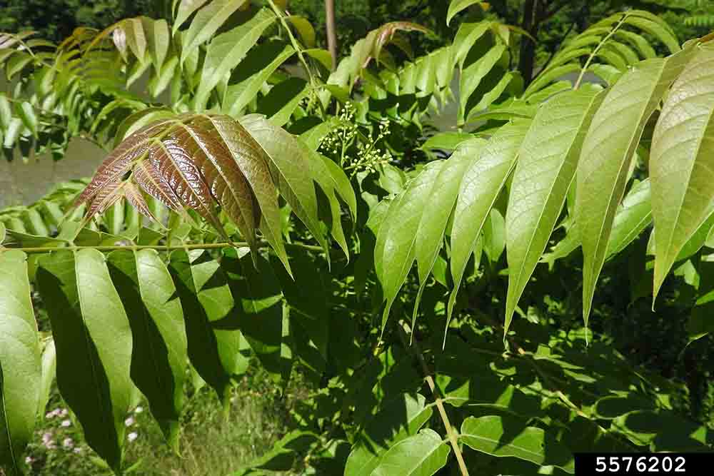 Tree of heaven pinnately compound leaves, spring