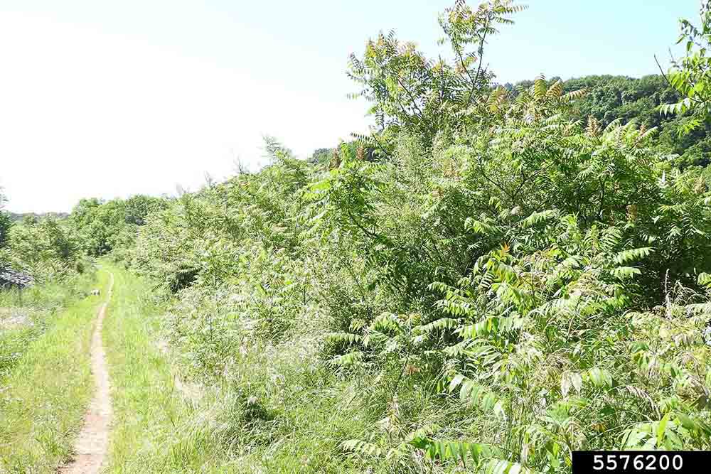 Tree of heaven infestation