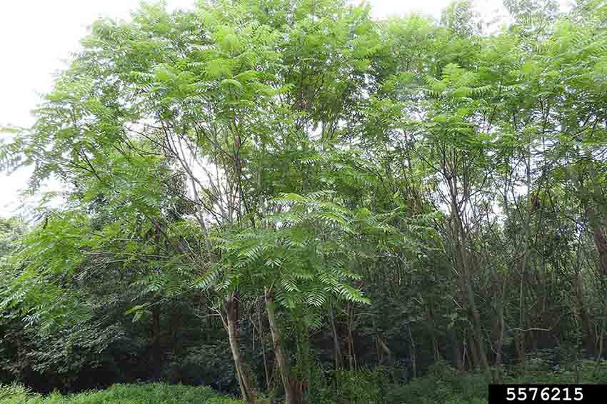 Tree of heaven saplings