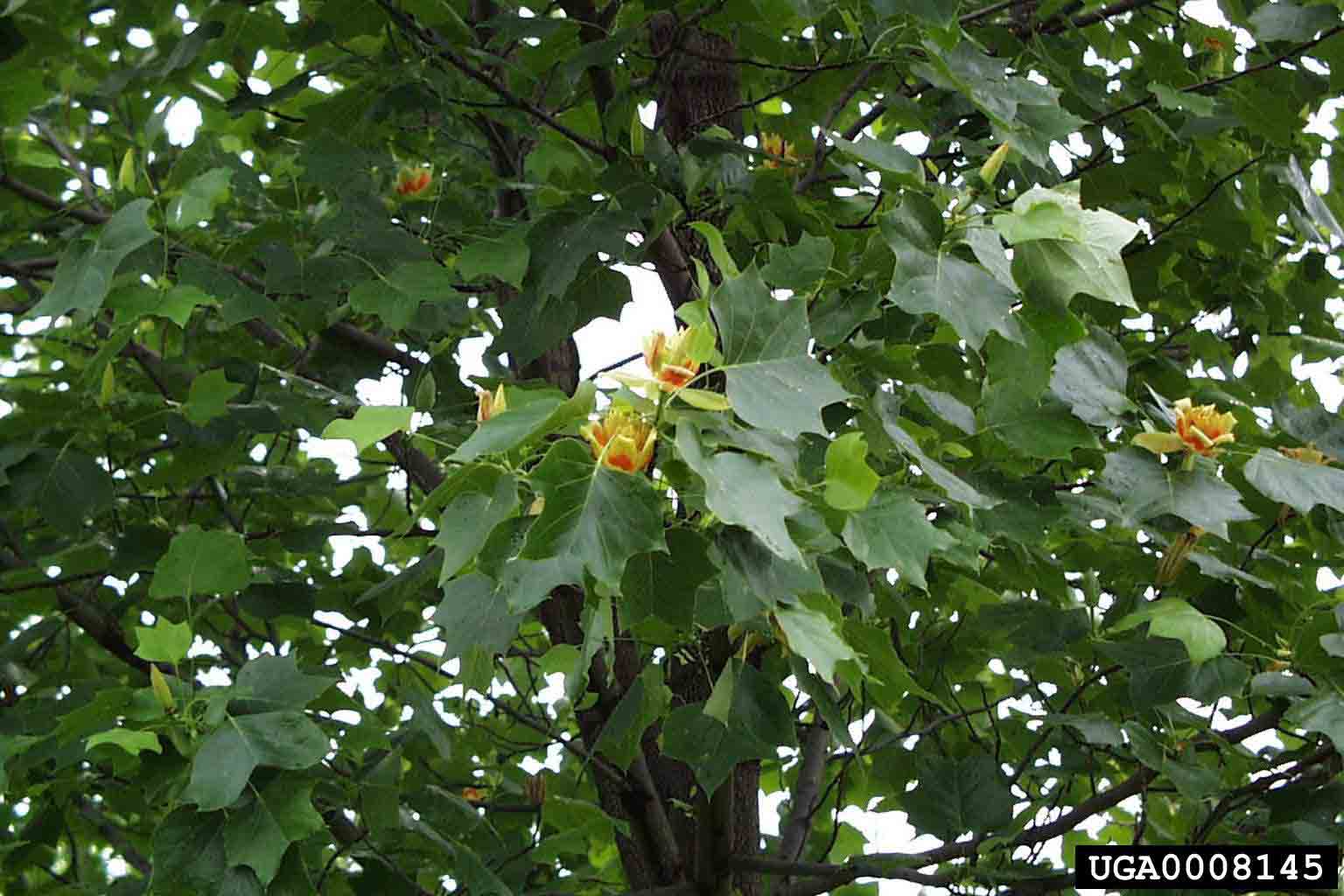 Tulip poplar flowers and foliage