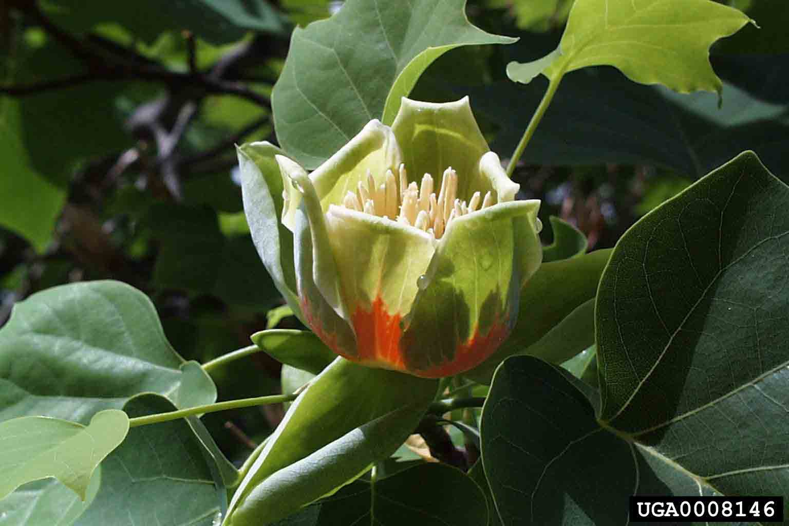 Tulip poplar flower
