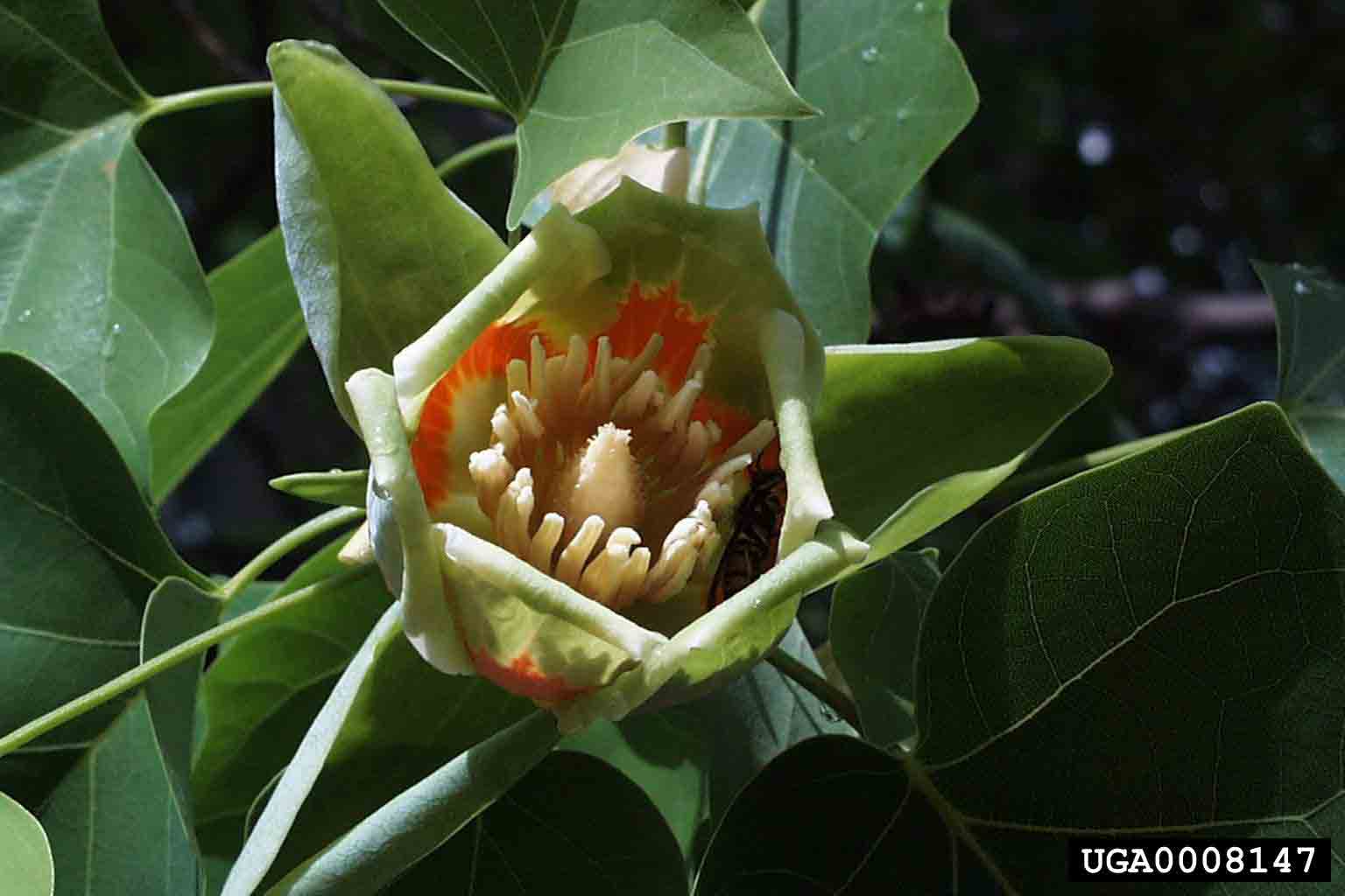 Tulip poplar flower