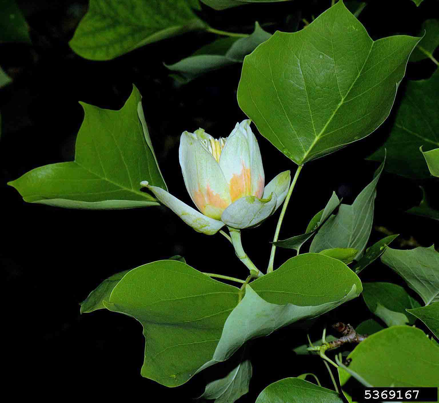 Tulip poplar flower and foliage